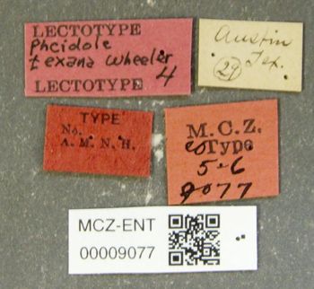 Media type: image;   Entomology 9077 Aspect: labels